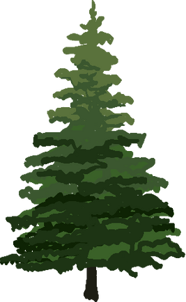 Pine Tree Illustration